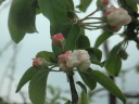 木村さんのりんごの花が開花